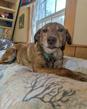 Beagle and Plott Hound Dogs Available for Adoption in Friendship, New York - Roger | PetCurious