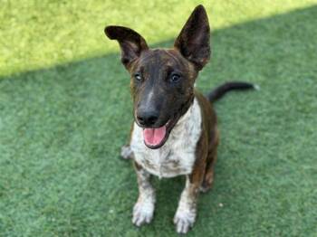 Rescue Bull Terrier and German Shepherd Dog Dogs for Adoption in Santa Clara, California - DRACO | PetCurious