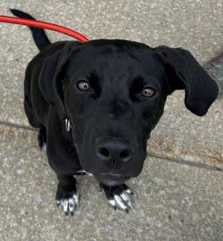 Rescue Black Labrador Retriever Dogs for Adoption in Pottsville, Pennsylvania - Maddie | PetCurious