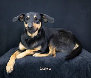 Shepherd Dogs Available for Adoption - Lona | PetCurious