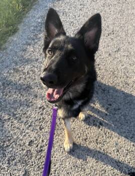 Fendi -  German Shepherd Dog Dog for Adoption in Hiawatha, Kansas - Fendi | PetCurious
