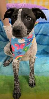 Casper -  Australian Cattle Dog Blue Heeler Dog for Adoption in Lakewood Ranch, Florida - Casper | PetCurious
