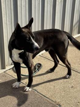 Rescue Mixed Breed Dogs for Adoption in Logan, Ohio - Koda | PetCurious