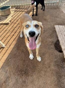 Sparkles -  Mixed Breed Dog for Adoption in Hobbs, New Mexico - Sparkles | PetCurious