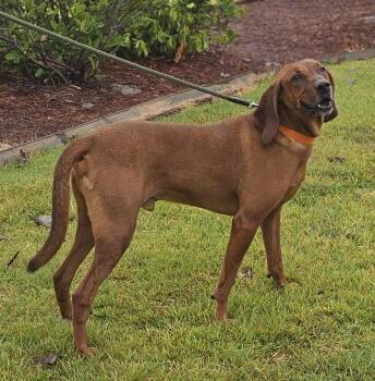 Touche (GA) -  Redbone Coonhound Dog for Adoption - Touche (GA) | PetCurious