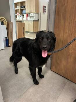 Rescue Flat Coated Retriever Dogs for Adoption in Richardson, Texas - 25-099 Cole "Coming Soon!" | PetCurious