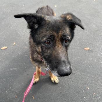 German Shepherd Dog Dogs Available for Adoption - GS | PetCurious