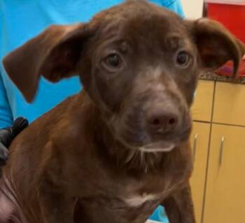 Pit Bull Terrier Dogs Available for Adoption in Elizabethton, Tennessee - STAR | PetCurious