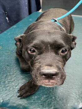 Rescue Labrador Retriever and American Bulldog Dogs for Adoption in Mobile, Alabama - VIOLET | PetCurious