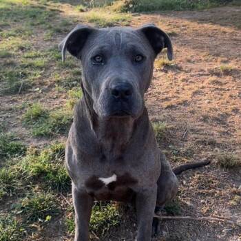 Great Dane and Catahoula Leopard Dog Dogs Available for Adoption in Helena, Alabama - Journey | PetCurious