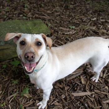 Tarzana -  Dachshund and Mixed Breed Dog for Adoption in Mckean, Pennsylvania - Tarzana | PetCurious