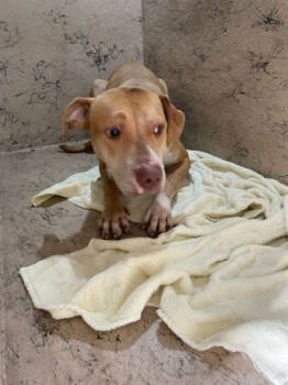 Rescue Mixed Breed Dogs for Adoption in West Palm Beach, Florida - DIAMOND | PetCurious