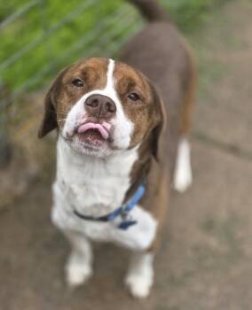 Spaniel Dogs Available for Adoption in Lincoln, Nebraska - Cameron | PetCurious