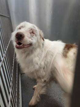 AMELIA -  Mixed Breed Dog for Adoption in Dallas, Texas - AMELIA | PetCurious