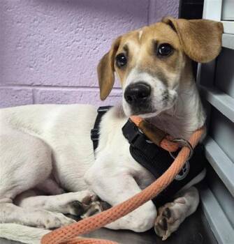 61539035 -  Dachshund and Mixed Breed Dog for Adoption in El Paso, Texas - 61539035 | PetCurious