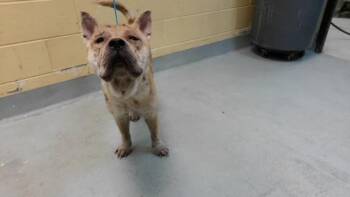 MO -  Chow Chow Dog for Adoption in Tulsa, Oklahoma - MO | PetCurious