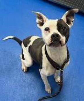 Terrier Dogs Available for Adoption - Cherie | PetCurious