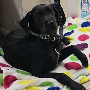 River -  German Wirehaired Pointer and Black Labrador Retriever Dog for Adoption in Monroe, Michigan - River | PetCurious