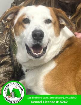 Hound Dogs Available for Adoption - Sawyer | PetCurious