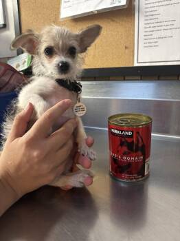 Chihuahua Dogs Available for Adoption in Phoenix, Arizona - Chaquito "Chico" | PetCurious