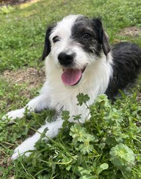Yorkshire Terrier and Shih Tzu Dogs Available for Adoption - Maggie  | PetCurious