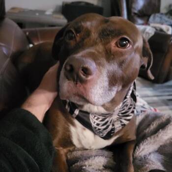 Rock (Rocky) -  American Bulldog and Labrador Retriever Dog for Adoption in Dallas, Texas - Rock (Rocky) | PetCurious