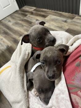 Rescue Pit Bull Terrier Dogs for Adoption - HANK, BAILEY, AND BLEU | PetCurious