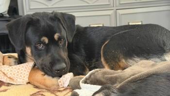 Blitzen -  German Shepherd Dog and Siberian Husky Dog for Adoption in Fullerton, California - Blitzen | PetCurious