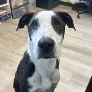 River -  Border Collie and Mixed Breed Dog for Adoption in Emporia, Kansas - River | PetCurious