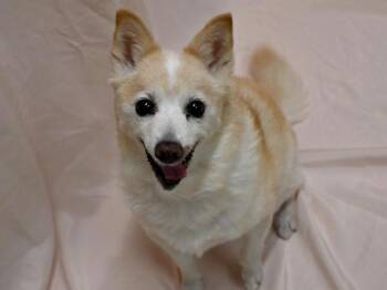 Shiba Inu and Chihuahua Dogs Available for Adoption - Sissy | PetCurious