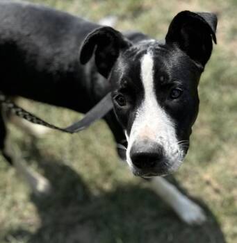 Rescue Boxer and Labrador Retriever Dogs for Adoption in Calera, Alabama - Haruo | PetCurious