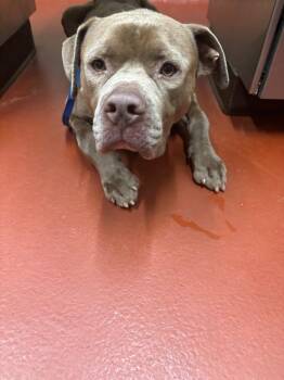 Tattoo -  Mixed Breed Dog for Adoption in Douglasville, Georgia - Tattoo | PetCurious