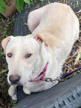 Judge Judy -  Labrador Retriever Dog for Adoption in Pottstown, Pennsylvania - Judge Judy | PetCurious