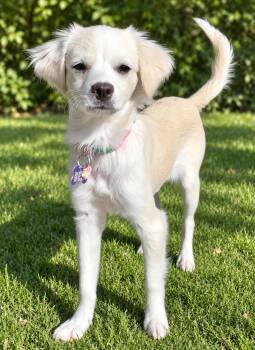 Shelby -  Cavalier King Charles Spaniel Dog for Adoption in Palo Alto, California - Shelby | PetCurious