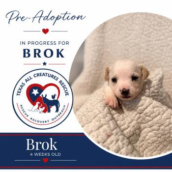 Brok -  Chihuahua and Rat Terrier Dog for Adoption in Alvarado, Texas - Brok | PetCurious