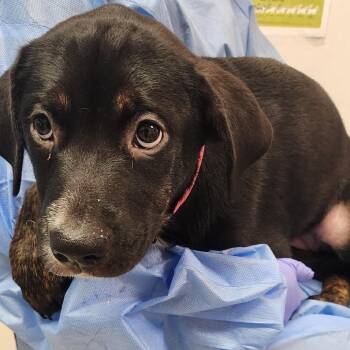 Julia -  Mixed Breed Dog for Adoption in Charleston, West Virginia - Julia | PetCurious