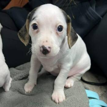 Mixed Breed Dogs Available for Adoption in State College, Pennsylvania - Koko | PetCurious