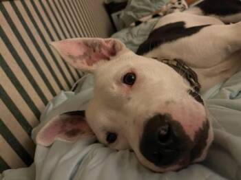 Milo -  American Bulldog and American Staffordshire Terrier Dog for Adoption in Liverpool, Texas - Milo | PetCurious
