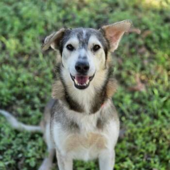 Gizmo JuM -  Husky and Mixed Breed Dog for Adoption in Austin, Texas - Gizmo JuM | PetCurious