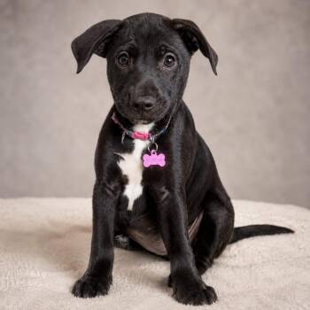 Artemys -  Black Labrador Retriever Dog for Adoption in Miami, Florida - Artemys | PetCurious