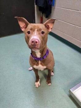 Love -  Pit Bull Terrier Dog for Adoption in Williamsport, Pennsylvania - Love | PetCurious