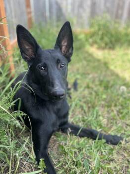 Rescue Belgian Shepherd Malinois Dogs for Adoption in Port Angeles, Washington - Darlene | PetCurious