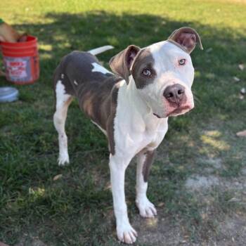 Rescue Pit Bull Terrier and Mixed Breed Dogs for Adoption in San Jacinto, California - Duncan | PetCurious