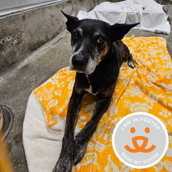 Rescue Catahoula Leopard Dog Dogs for Adoption in Los Angeles, California - Chica | PetCurious