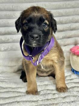 Labrador Retriever and Golden Retriever Dogs Available for Adoption - Violet | PetCurious