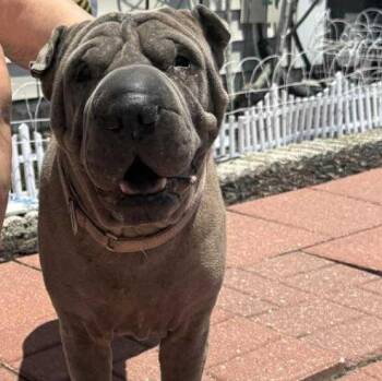 Rescue Shar Pei Dogs for Adoption in Hollywood, Florida - Purrrfect PEPPER | PetCurious