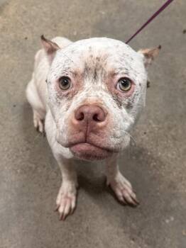 Rescue Pit Bull Terrier and Mixed Breed Dogs for Adoption in Cleveland, Ohio - Bonita | PetCurious