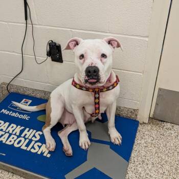 Fleetwood -  Mixed Breed Dog for Adoption in Auburn, Alabama - Fleetwood | PetCurious