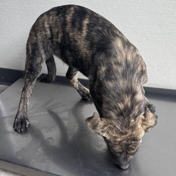 Ivy -  Mixed Breed Dog for Adoption in Las Cruces, New Mexico - Ivy | PetCurious