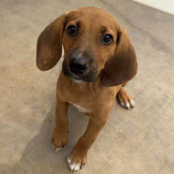 Waldorf -  Beagle Dog for Adoption in Freeport, Florida - Waldorf | PetCurious